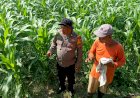 Perkuat-Swasembada-Pangan-di-Sidoarjo,-Polsek-Balongbendo-Pantau-Perkembangan-Tanaman-Jagung-Hibrida