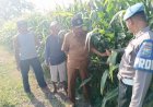 Polisi-Turun-Bareng-Perangkat-Desa-Cek-Lahan-Pertanian-Jagung-di-Kecamatan-Tarik