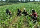 Polsek-Balongbendo-Kawal-Perkembangan-Tanaman-Jagung,-Dukung-Ketahanan-Pangan-dan-Swasembada-Pangan-Nasional