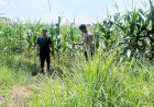 Bhabinkamtibmas-Prambon-Pantau-Pertumbuhan-Jagung-Petani-Binaan,-Dukung-Ketahanan-Pangan-Nasional