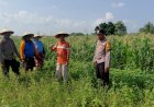 Dukung-Asta-Cita-Presiden-Prabowo,-Polsek-Tulangan-Sidoarjo-Kawal-Ketahanan-Pangan-Lahan-Jagung-di-Kemantren