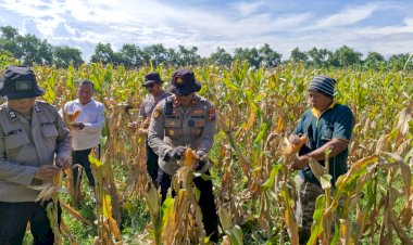 Polsek-Balongbendo-Cek-Kesiapan-Panen-Jagung-Serentak,-Dukung-Swasembada-Pangan