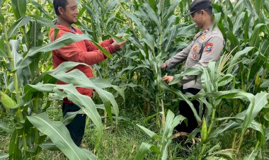 Anggota-Polsek-Tarik-Patroli-Kamtibmas-Sambil-Cek-Perkembangan-Tanaman-Jagung-Petani