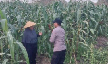 Dukung-Swasembada,-Polisi-Pantau-Jagung-Lebo