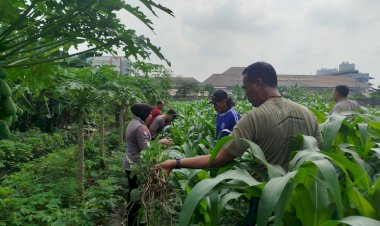 Bhabinkamtibmas-Polsek-Waru-Pantau-Jagung-di-Bungurasih-Dukung-Swasembada-Pangan