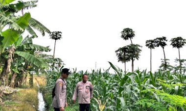 Wujudkan-Asta-Cita-Presiden-Prabowo,-Polisi-di-Sidoarjo-Dampingi-Petani-Jagung-demi-Swasembada-Pangan