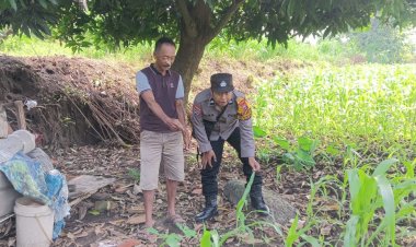 Polsek-Jabon-Pantau-Jagung-di-Desa-Kupang,-Petani-Bersiap-Lakukan-Pemupukan