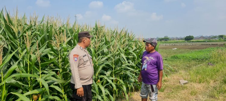 Tingkatkan Swasembada Pangan, Polsek Candi bersama Petani Kelola Lahan Jagung