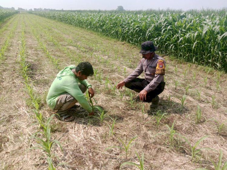 Sukseskan Asta Cita Presiden Sektor Ketahanan Pangan, Polresta Sidoarjo Aktif Turunkan Anggota Pantau Lahan Jagung