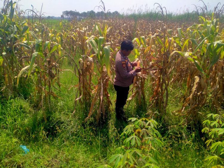 Polsek Prambon Dampingi Petani, Pastikan Tanaman Jagung Siap Dongkrak Swasembada Pangan