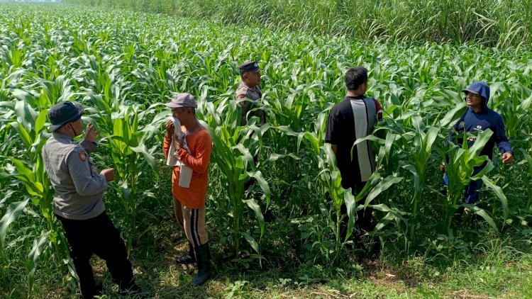 Polsek Balongbendo Kawal Perkembangan Jagung Hibrida untuk Swasembada Pangan