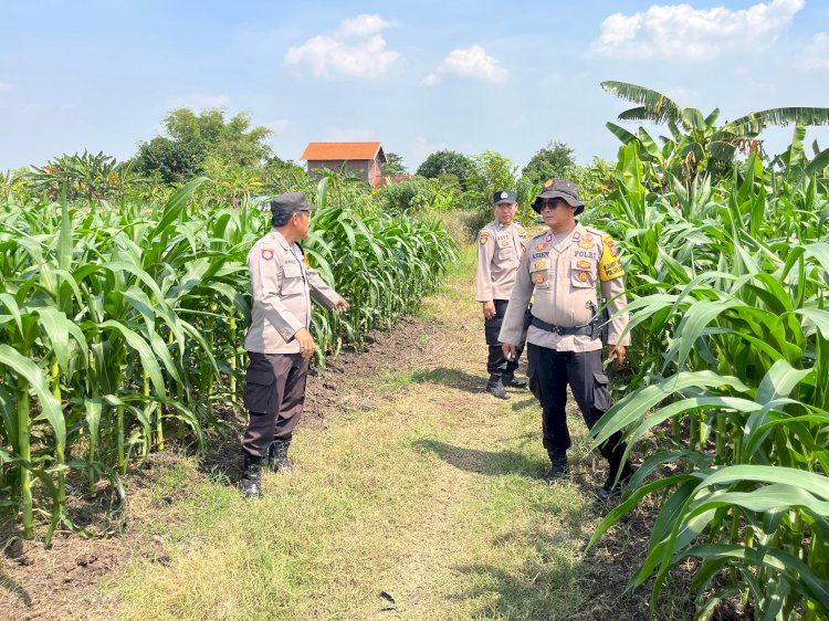 Polsek Krembung Dampingi Perawatan Lahan Jagung, Dukung Ketahanan Pangan