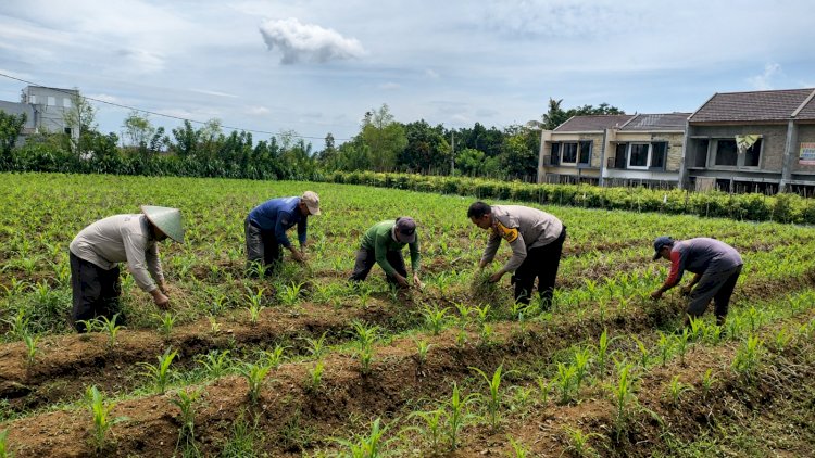 Pak Bhabin Penggerak Ketahanan Pangan, Dampingi Petani Jagung di Kota Malang