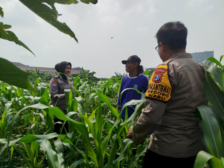 Bhabinkamtibmas Polsek Waru Pantau Pertumbuhan Jagung di Bungurasih, Dukung Swasembada Pangan Nasional