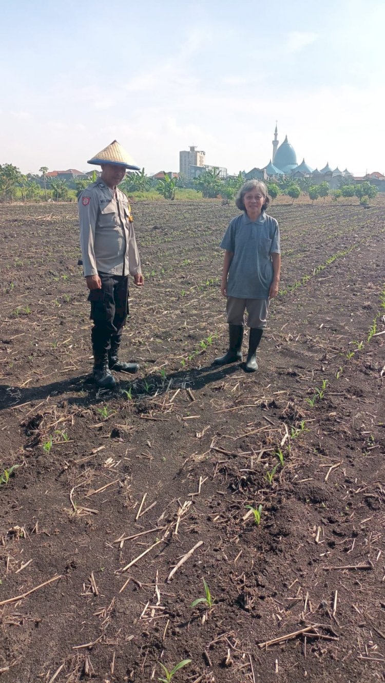 Polsek Taman Pantau Perkembangan Tanaman Jagung
