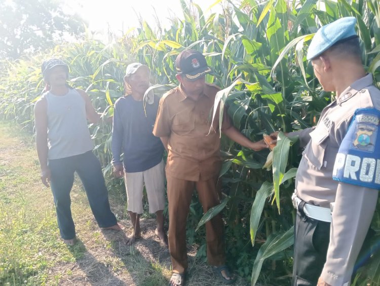 Polisi Turun Bareng Perangkat Desa Cek Lahan Pertanian Jagung di Kecamatan Tarik