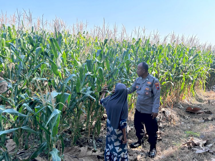 Jelang Panen, Polisi Pantau Tanaman Jagung Petani Binaan di Desa Bulang Prambon