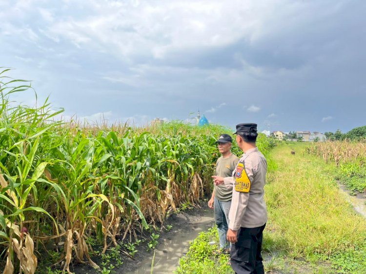 Bhabinkamtibmas Taman Cek Lahan Jagung Warga