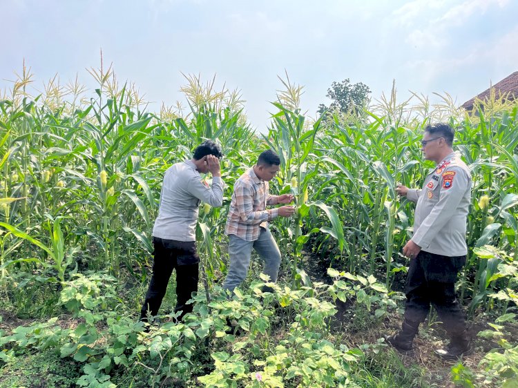 Polsek Krembung Kawal Program P2B Desa Lemujut