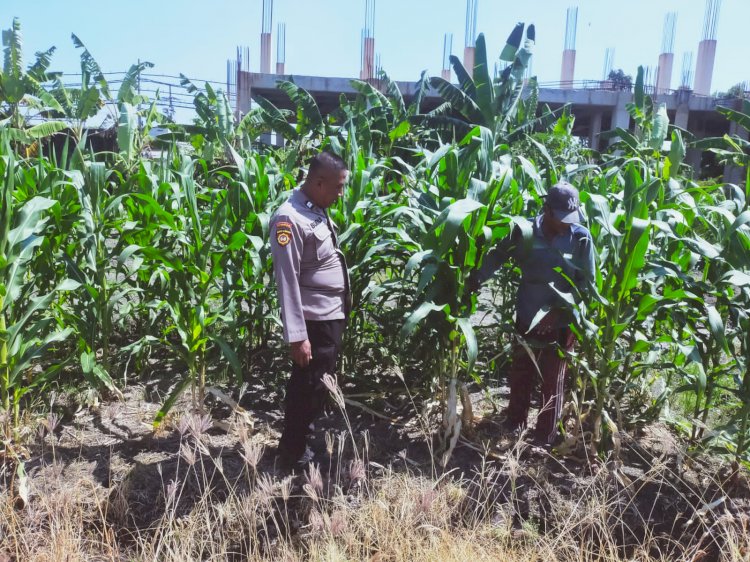 Tingkatkan Swasembada Pangan, Polsek Sedati Dampingi Pengembangan Lahan Jagung