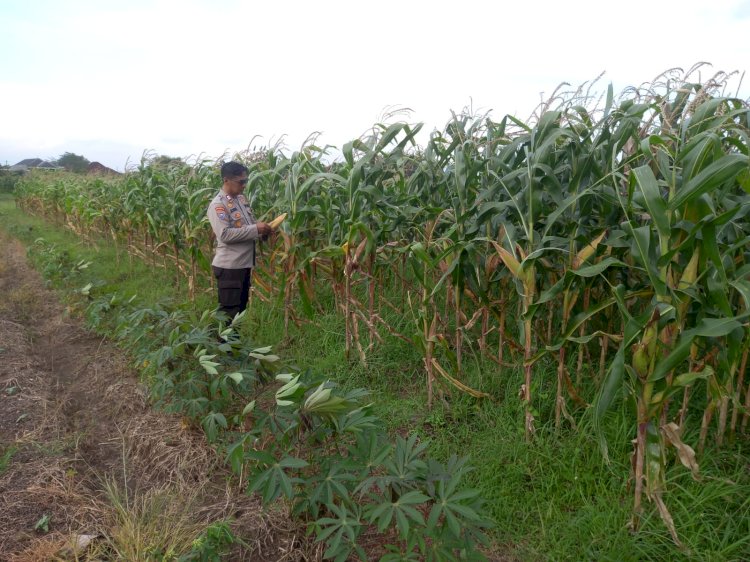 Polsek Krembung Intensifkan Pendampingan Lahan Jagung, Dukung Swasembada Pangan