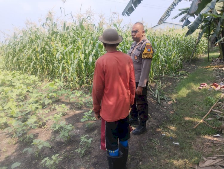 Polsek Buduran Dampingi Petani Kelola Jagung Hibrida, Wujudkan Swasembada Pangan