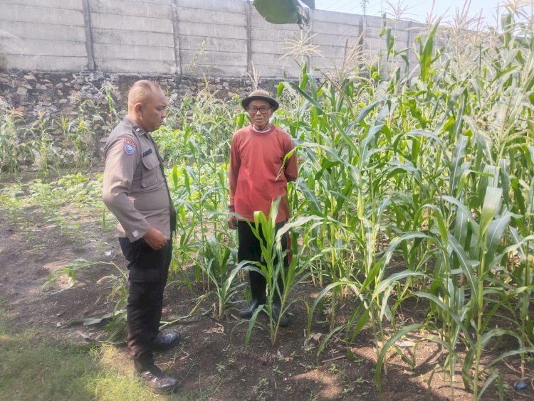 Ketahanan Pangan Polri Diperkuat, Bhabinkamtibmas Polsek Buduran Kawal Ladang Jagung Demi Sukseskan Swasembada Pangan